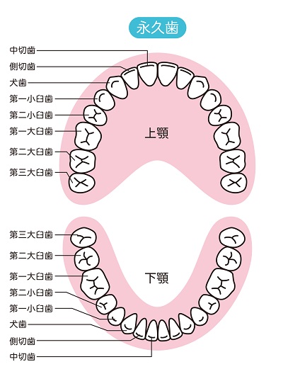 永久歯が生える時期の目安
